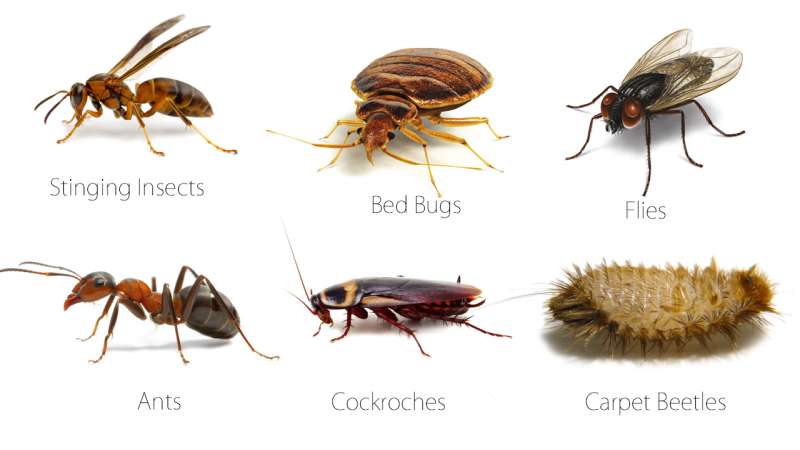 insect pest control in Branford, FL