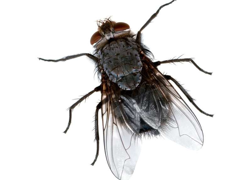 emergency bed bugs control in East Lansing, MI