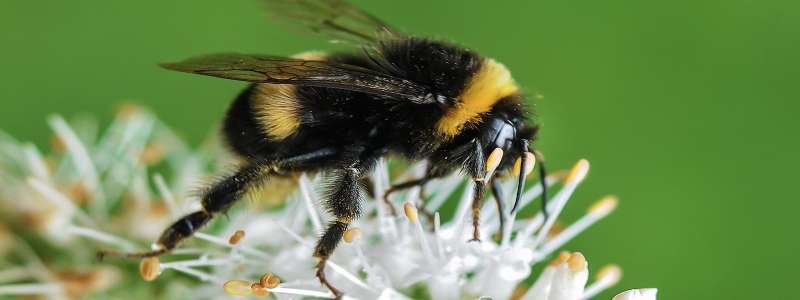 industrial pest control in Elsie, MI