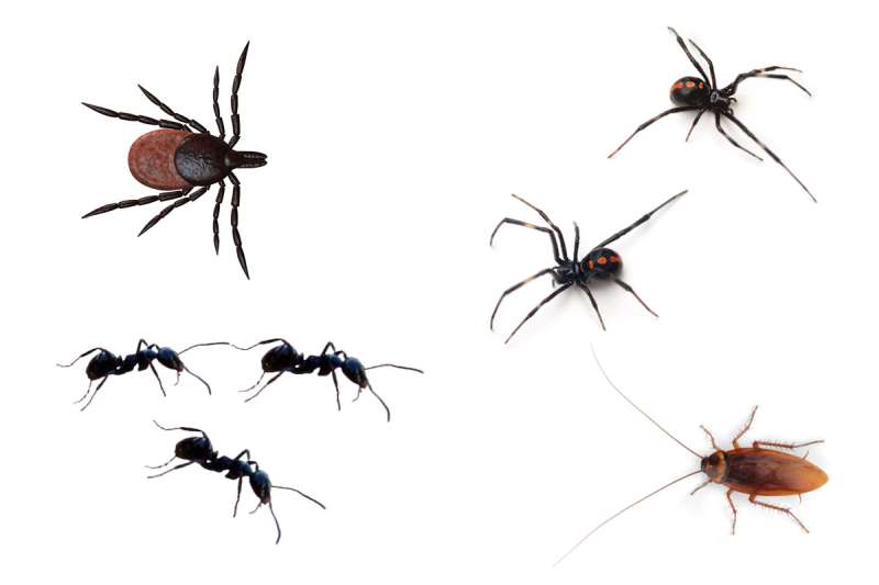 ant pest control in Addis, LA