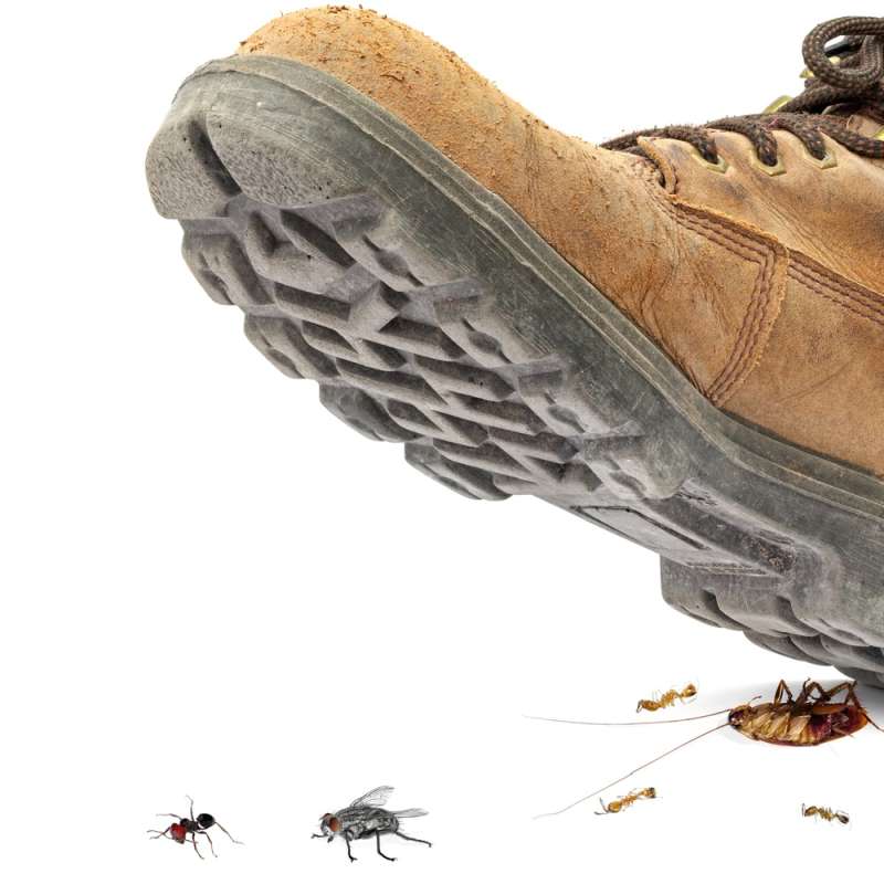 emergency pest services in Crystal, MI