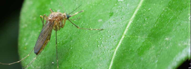bug off pest control in Dawsonville, GA