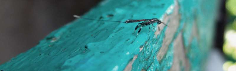 cockroach pest control in Big Island