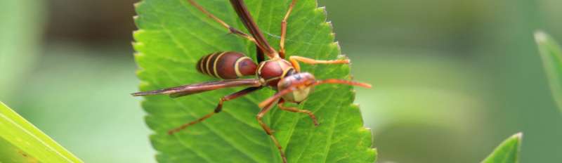 pest control fumigation in Dunn Loring