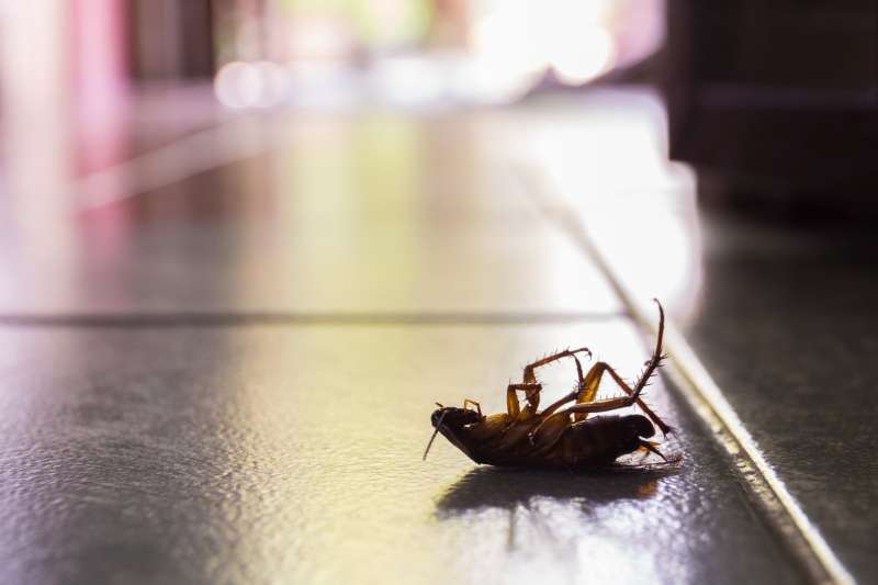 emergency rodent control in University Center