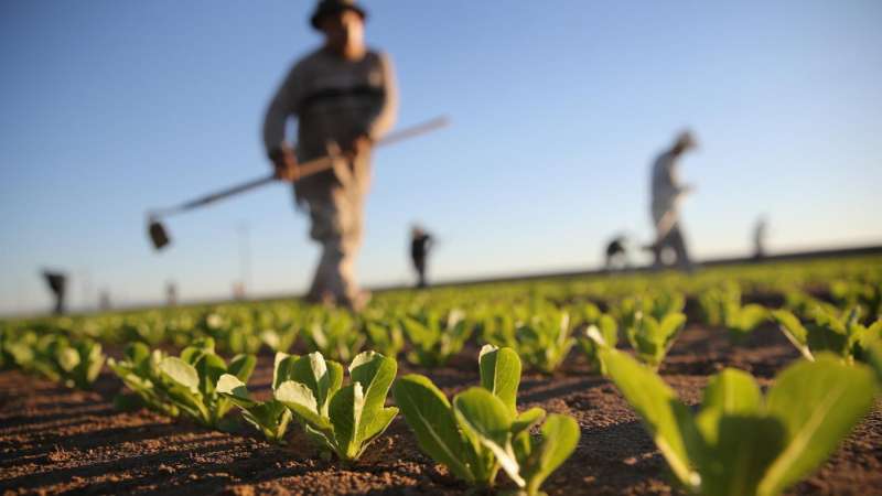 garden pest control in Clover