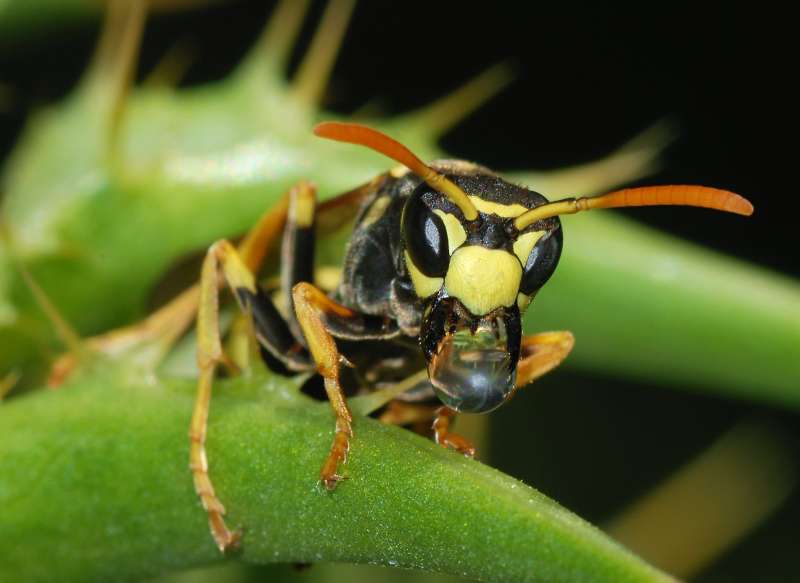 pest pro in Spring Creek