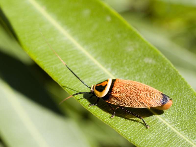 orange pest control in Richlands