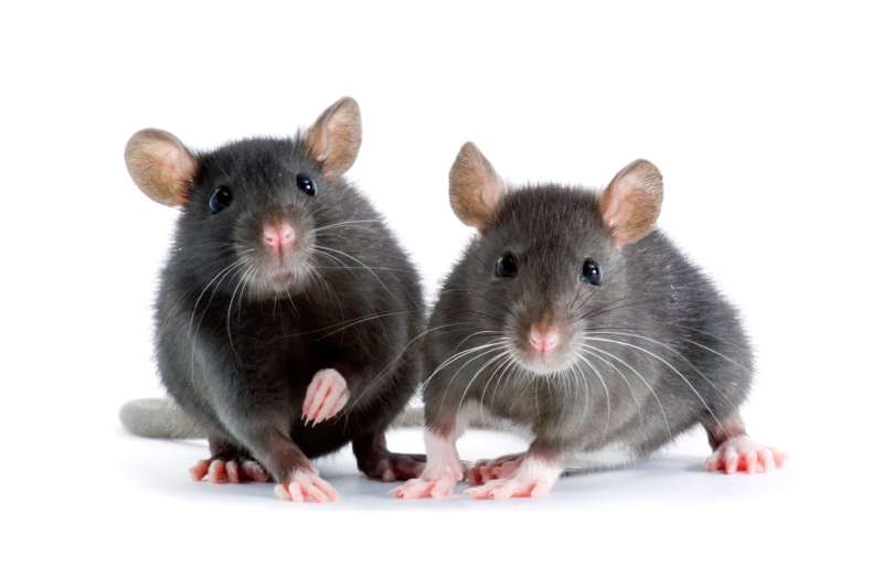 reliable pest control in Stuart