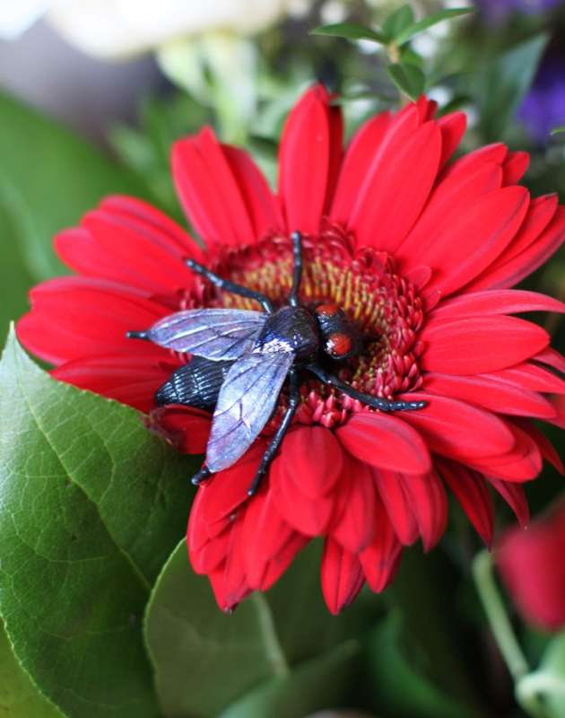 pest control bees in Suffolk