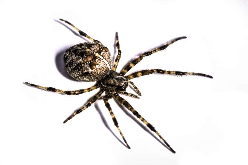 pest control online in Sugar Grove