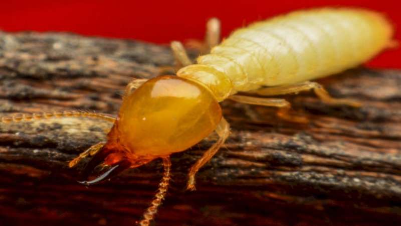 cedar oil pest control in Calverton