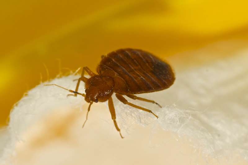 pest control ticks in Rushmere
