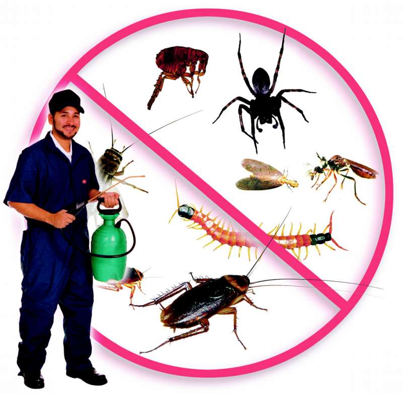 orange pest control in Tiptop