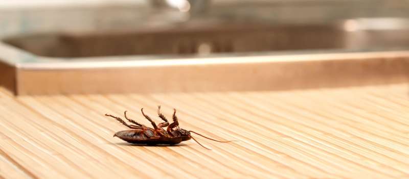 pest control ticks in Goode