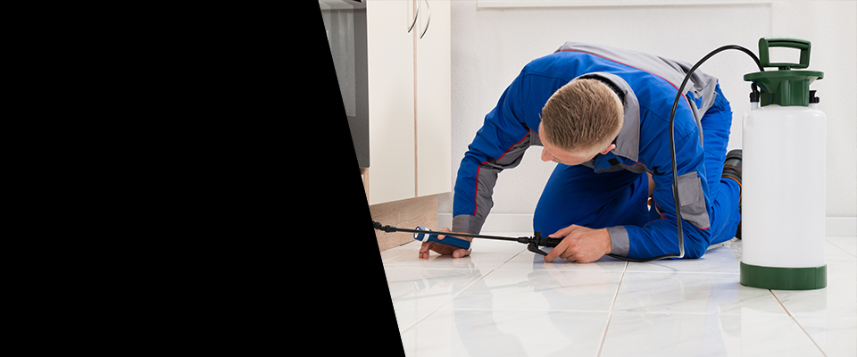 24 Hr Pest Control Services